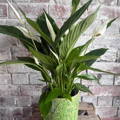 Peace Lily &amp; Large Giselle Graham Pot
