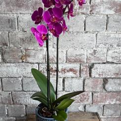 Orchid &amp; Small Giselle Graham Pot
