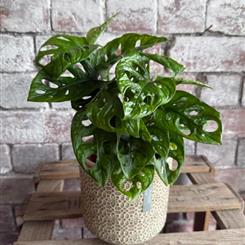 Monkey Monstera &amp; Small Giselle Graham Pot