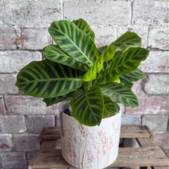 Calathea plant &amp; Medium Giselle Graham Pot